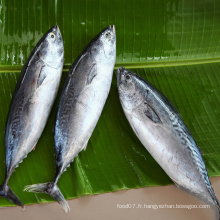 Prix ​​bon marché congelé bonito thon skipjack poisson